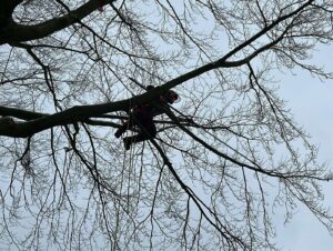 Baumpflege und Baumfällung, aber auch Baumpflan­zungen, Jungbaumpflege und Baumkontrollen